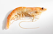 Cooked prawn on a white surface