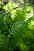 Lush green fern leaves outdoors