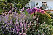 Flowering cat mint and alliums in garden