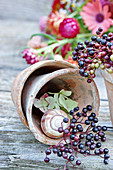 Elderberries and snail shell in plant pot