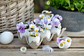 Chicken eggs as a vase with daisy and pansy blossoms
