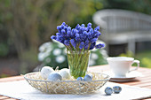 Vase with Grape hyacinth in a basket bowl with Easter eggs