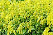 Goldtröpfchen blüht im Sommer