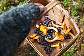Child hand holding basket with berries and chanterelles