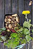 Fresh herbs and new potatoes