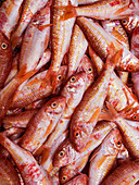 Viele Rotbarben auf einem Fischmarkt (bildfüllend)