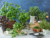 Still life with different fresh culinary herbs