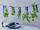 Hanging edible herbs to dry