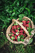 Starwberries in a basket