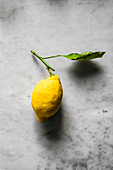 Eine frische Zitrone mit Stiel und Blatt auf grauem Untergrund
