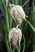 Weisse Fritillaria whittallii (Fritillaria)
