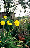 Gelbe Blüten des Wald-Scheinmohn (Papaver cambricum L., Meconopsis cambrica, Kambrischer Mohn oder Pyrenäen-Scheinmohn