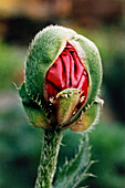 Bud of the False Oriental Poppy (Papaver pseudo-orientale)