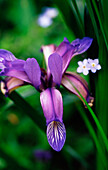 Purple flower of the grass iris (Iris graminea)