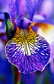 Lila Blüte der Sibirischen Schwertlilie (Iris sibirica) 'Perry´s Blue'