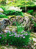 Blühende Borsten-Schwertlilie (Iris setosa) im Wald