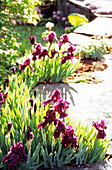 Blühende Zwerg-Schwertlilien (Iris pumila) 'Pastel Charm' im Beet