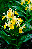 Gelb blühende Buchara-Schwertlilie (Iris bucharica)