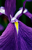 Japanese marsh iris (Iris ensata) 'Kumo-bno-obi' (Iris ensata)