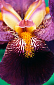 Variegated German iris (Iris germanica), 'Senlac', macro shot