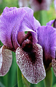 Lila blühende Schwertlilie (Iris), Hybride 'Dardanus'
