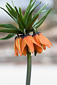 Blühende Kaiserkrone (Fritillaria imperialis)