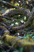 Leberblümchen (Hepatica) auf Waldboden