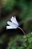 White flower of the Apennine anemone (Anemone apennina) 'Alba'