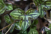 Blätter von Leberblümchen (Hepatica nobilis)