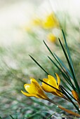 Gelbe Blüte des Kleinen Krokus (Crocus chrysanthus), auch Balkan-Krokus 'Gipsy Girl'