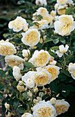 Weiße Englische Austin-Rose 'Rosa The Pilgrim' (auch 'Auswalker')