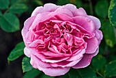 Englische Austin-Rose 'Rosa Gertrude Jekyll' (auch 'Ausbord')