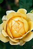 Gelbe Englische Austin Rose 'Rosa Golden Celebration' (auch 'Ausgold'), Portrait