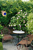 Englische Austin-Rose 'Rosa Constance Spry' (auch 'Ausfirst'), Jungfernrebe 'Virginia Creeper' (Parthenocissus quinquefolia)