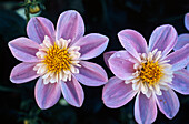 Großfiedrige Dahlie (Dahlia pinnata) 'Impression Famoso', rosa Blüten