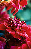 Großfiedrige Dahlie (Dahlia pinnata), rote Blütenköpfe, Portrait