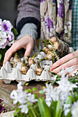 Hände legen Zwiebeln der Traubenhyazinthen in einen Eierkarton