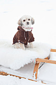 Winterlich angezogener Hund auf Schlitten im Schnee