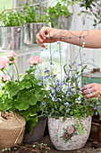 Handmade wire plant support in potted forget-me-nots