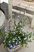 Handmade wire plant support in pot of forget-me-nots