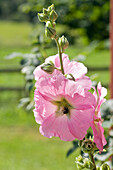 Gewöhnliche Stockrose (Alcea rosea), auch Stockmalve, mit Hummel im Garten