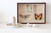 Butterflies mounted in picture frame, candle holder and bead necklace