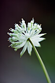 Kleine Sterndolde (Astrantia minor), weiße Blüte