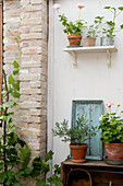 Geraniums, olive trees, and grapevine on shelves and on a brick wall