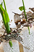 Tulpen mit Birkenrinde und Weidenkätzchen dekoriert in Glasvasen