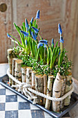 DIY-Blumengefäß aus Birkenästen mit Traubenhyazinthen