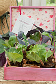Cabbage seedlings in pink wooden box with plant labels