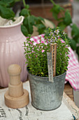 Embossed metal plant label and ruler decorating pot of lemon thyme