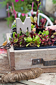 Swiss chard seedlings in wooden crate with decorative concrete letter