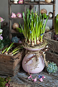 Traubenhyazinthen mit Zwiebeln in einem Nest auf einer Vase